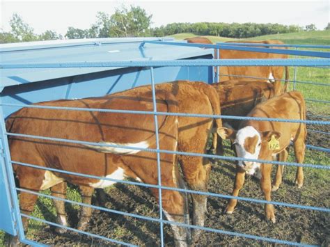 The Advantages of Having a Calf: From Companion to Profit