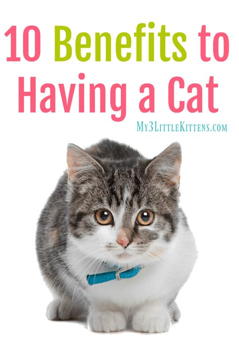 The Advantages of Having a Cat as a Pet