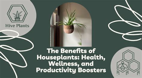 The Advantages of Houseplants: Improve Your Health and Productivity