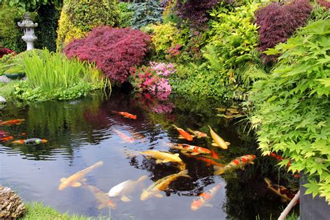 The Advantages of Including a Majestic Pond of Colorful Carp in Your Outdoor Landscape