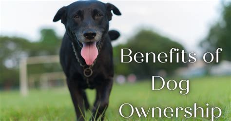 The Advantages of Owning a Petite Canine Companion