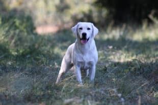 The Advantages of Owning a Snowy Labrador Retriever