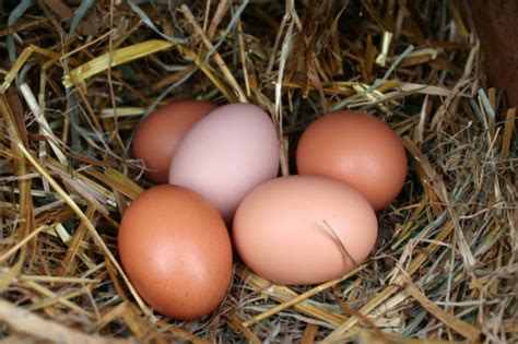 The Advantages of Purchasing Farm-Fresh Eggs