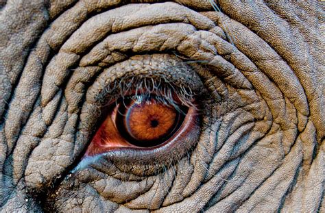 The All-Seeing Eye: Elephant Eyes in Spiritual and Mythological Contexts