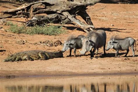 The Alligator's Formidable Hunting Techniques