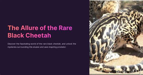 The Allure of Cheetah: Exploring the Enchantment Surrounding this Sophisticated Hunter