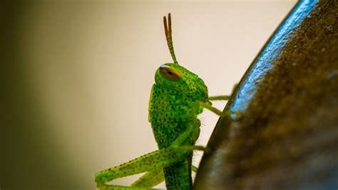 The Allure of Consuming Grasshoppers: Gaining Insights into the Depths of Our Imagination