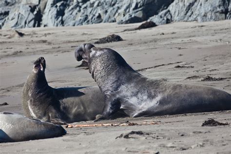 The Allure of Engaging with Seals