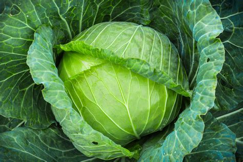 The Allure of Fresh Cabbage: An Enthralling Passion for Cooking