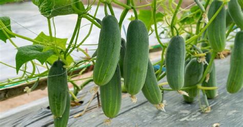 The Allure of Homegrown Cucumbers: Why Growing Your Own is Worth It