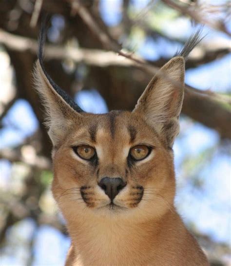 The Allure of Possessing a Majestic Wild Cat