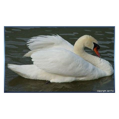 The Allure of Swans: A Captivating Fascination