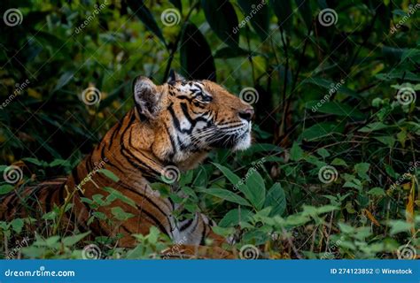 The Allure of Their Gaze: The Captivating Artistry Reflected in Tiger Eyes