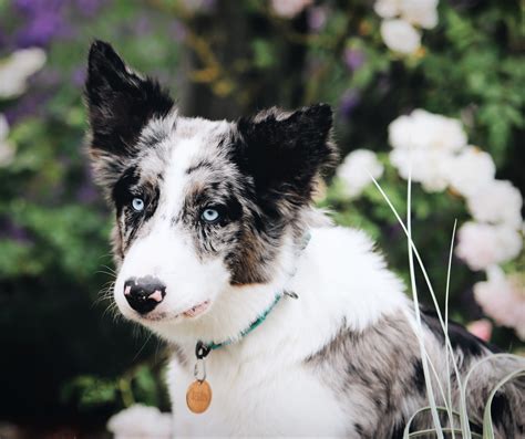 The Allure of Unconventional Dog Colors