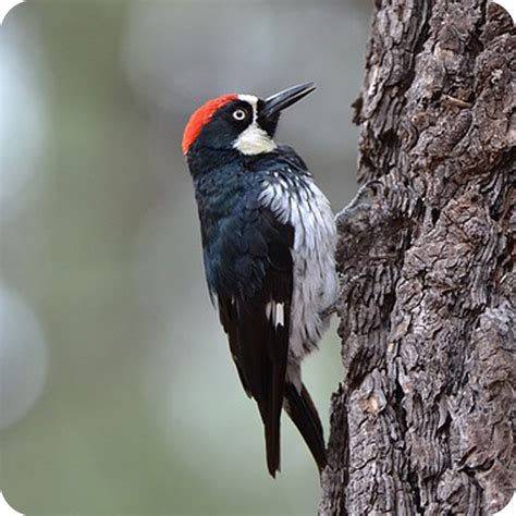 The Allure of the Woodpecker: What Makes It a Symbol?