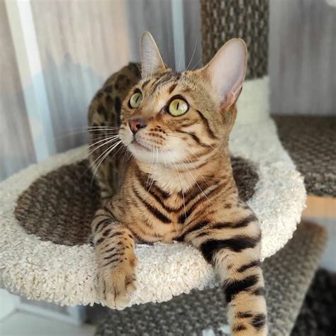 The Allurement of Bengal Cats: Unveil their Enchanting Splendor