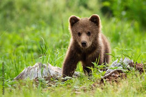 The Alluring Appeal of Baby Brown Bears: A Closer Examination