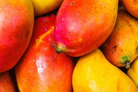 The Alluring Origins of the Mango