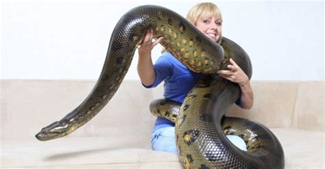 The Anaconda as a Formidable and Savage Predator