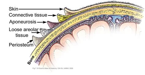 The Anatomy of the Scalp: Understanding its Vulnerabilities