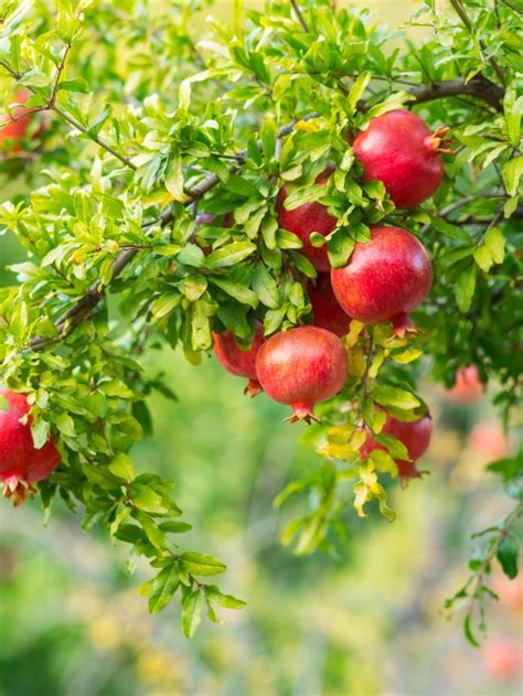 The Ancient Origins of Pomegranates as Symbolic Elements