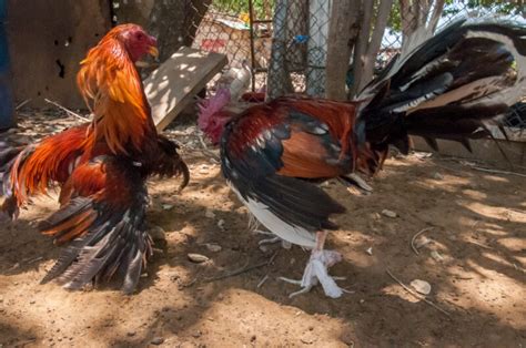 The Ancient Tradition of Cockfighting