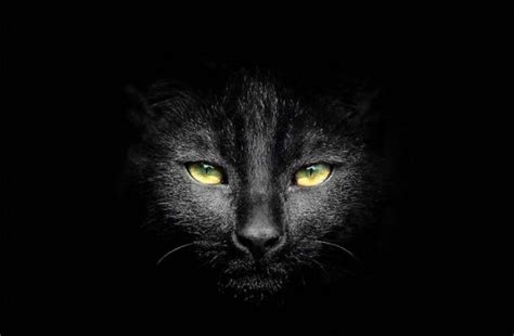 The Ancient World: Superstitions and Beliefs Surrounding Ebony Felines