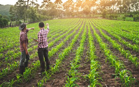 The Appeal of Embracing Agriculture: Exploring the Allure of Farming Visions