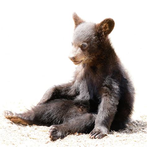 The Arrival and Early Days of a Newborn Bear Cub