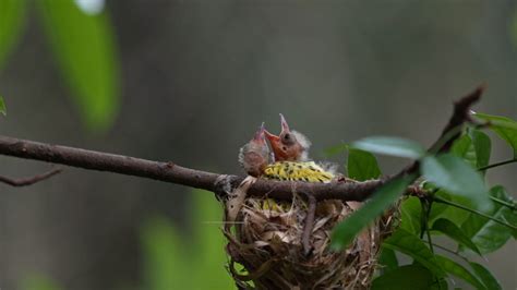 The Arrival of the Hatchlings: A Heartwarming Moment