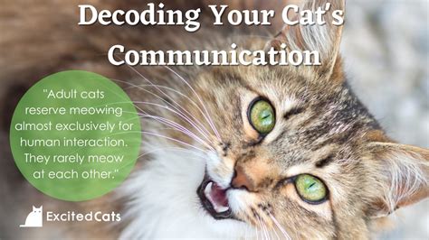 The Art of Cat Conversation: How Felines Engage in Communication with Humans and Other Species