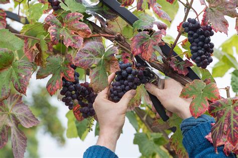 The Art of Cultivating Dark Grapes: From Seedlings to Harvest