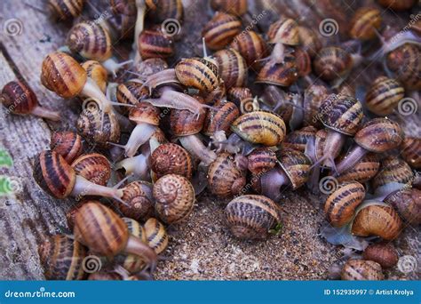 The Art of Cultivating Edible Gastropods: Exploring the World of Snail Farming