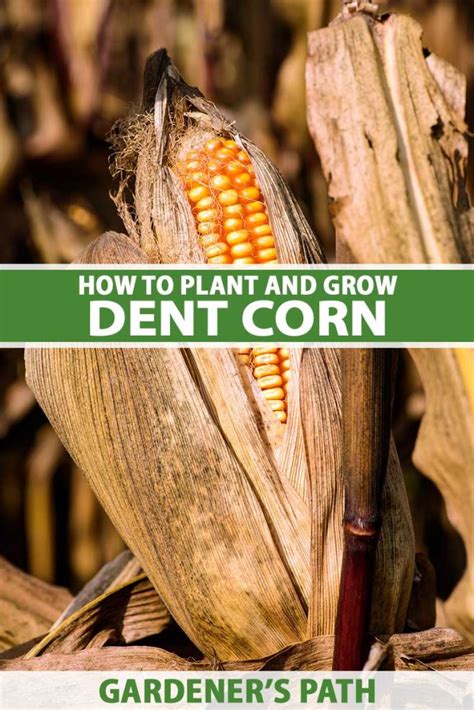 The Art of Cultivating Flavorful Harvests: Advice for Growing Delectable Corn