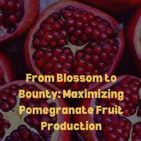 The Art of Cultivating Pomegranates: Tips and Techniques for Home Gardeners