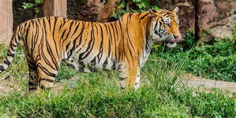 The Art of Disguise: How Tigers Vanish in Plain View