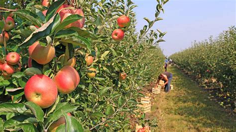 The Art of Harvesting North American Fruit: Tips and Techniques