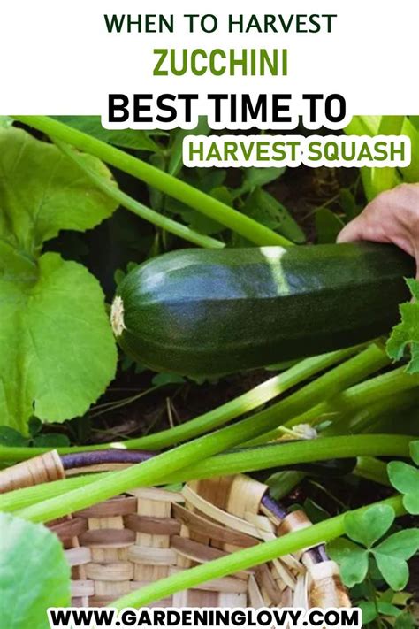 The Art of Harvesting Zucchini at the Optimal Moment