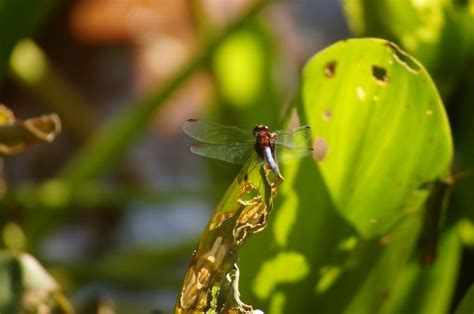 The Art of Hunting: Exploring the Unique Feeding Behaviors of Dragonflies