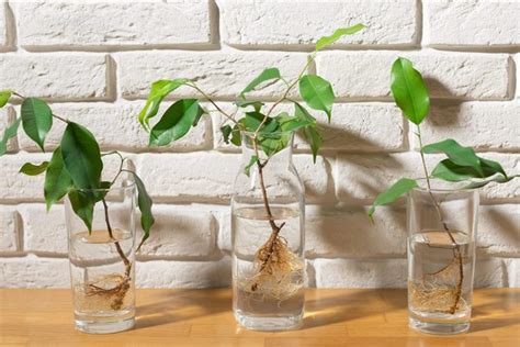 The Art of Propagating Plants: How to Expand Your Botanical Collection