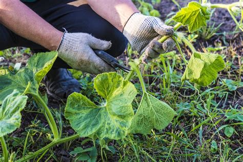 The Art of Pumpkin Pruning: Maximizing Growth Potential