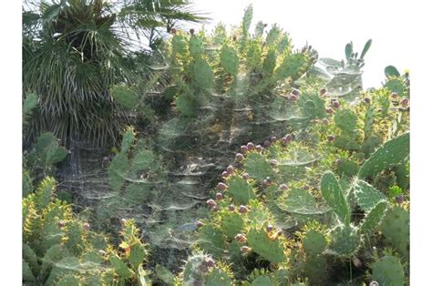 The Art of Sustainability: Orb Spiders' Eco-Friendly Lifestyle