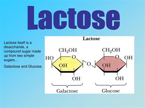 The Ascendancy of the Lactose Sovereign