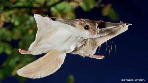 The Astonishing Adaptations of the Aerial Gliding Rodent