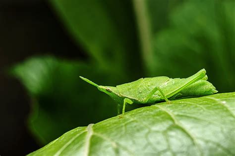 The Astonishing Art of Insect Mimicry: Masters of Camouflage