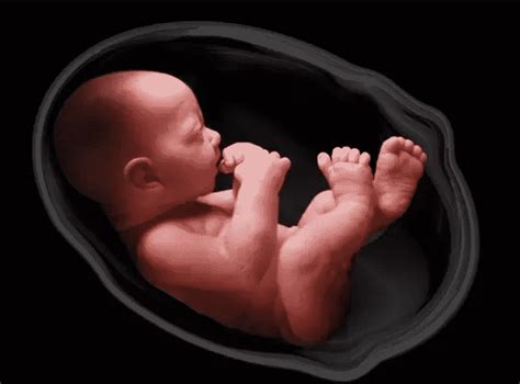 The Astonishing Development of Babies in the Womb