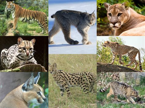 The Astonishing Diversity of Exotic Felid Species