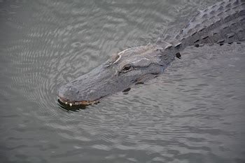 The Astonishing Green Crocodile: A Spectacular Example of Adaptation and Survival