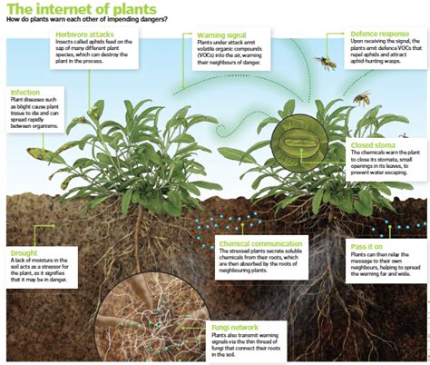 The Astonishing Methods Plants Employ to Communicate Effectively