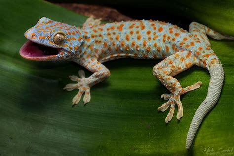 The Astonishing Variety of Juvenile Gecko Species